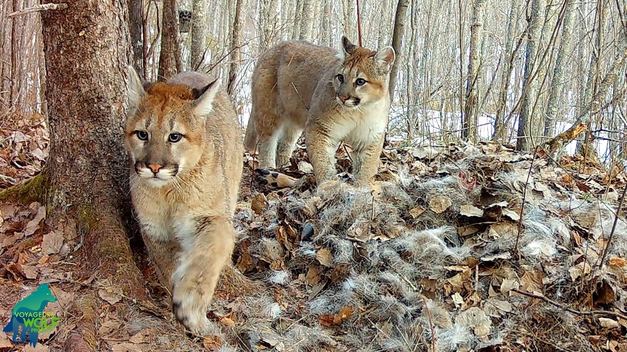 First footage ever of a cougar with kittens in Minnesota - YouTube