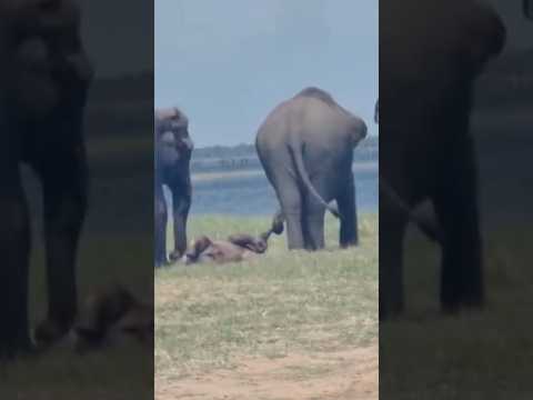 The mother elephant dragged the baby elephant's corpse. #shorts