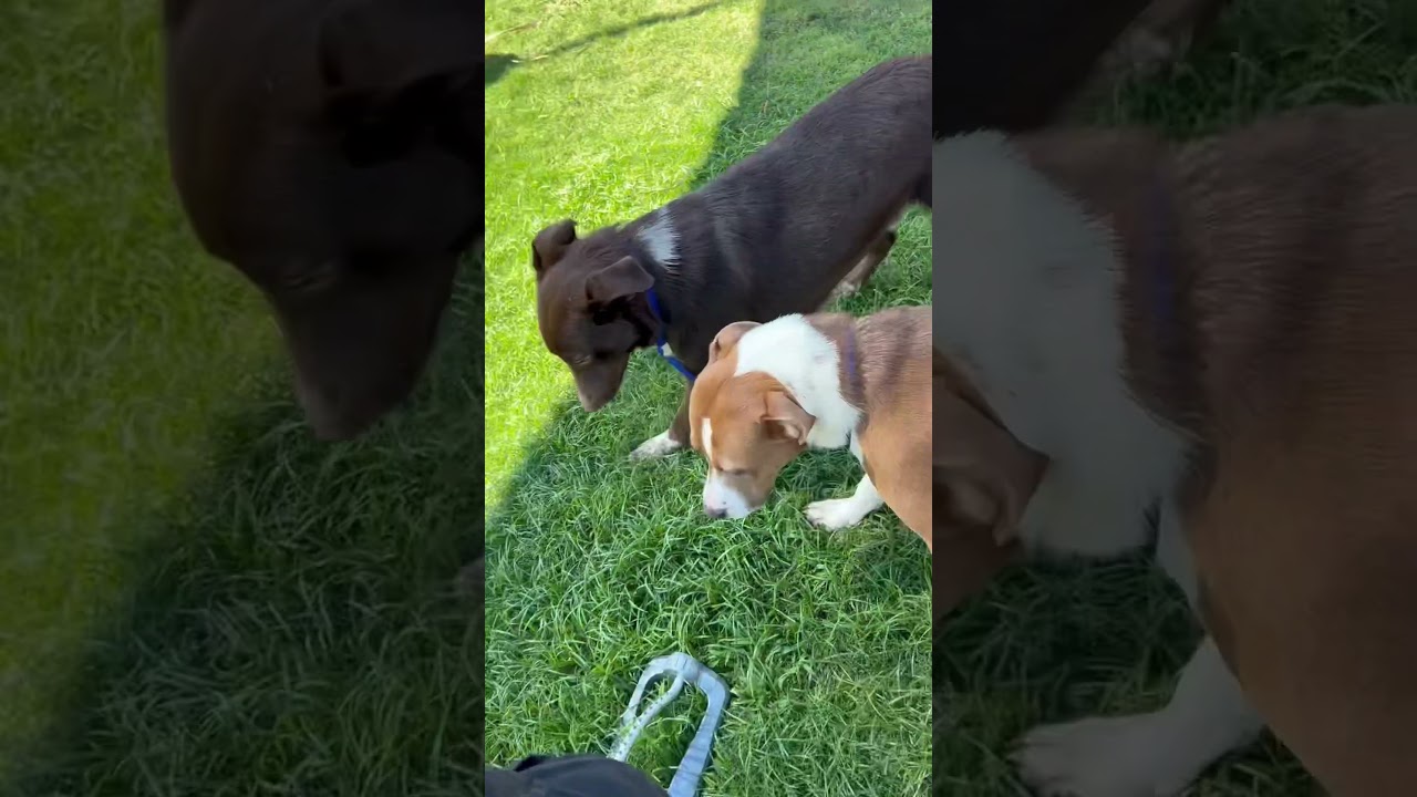 ELMIRA, a Adoptable mixed breed in Delano, CA video 6/6