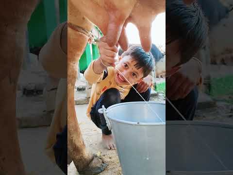 choti choti gaiya fyfg dfe #love #song #funny