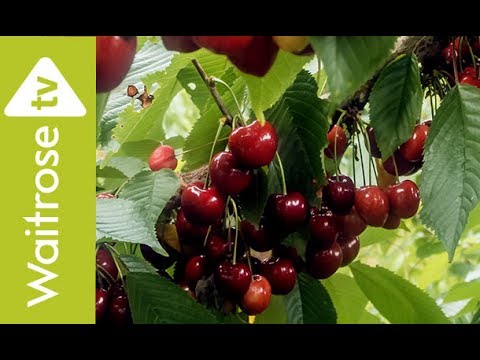 Cherries Time Lapse | Waitrose