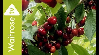 Cherries Time Lapse | Waitrose