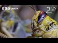 Amazing Animal Adaptations 20 Years Of Planet Earth BBC Earth