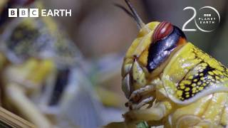 Amazing Animal Adaptations | 20 Years of Planet Earth | BBC Earth
