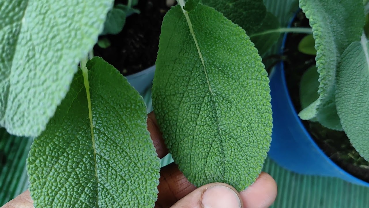 Le Piante Aromatiche