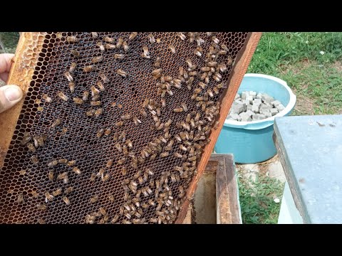 Серпневий етап в бджільництві