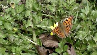 preview picture of video 'Beautiful Comma butterfly in Picardy garden'