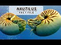 Nautilus Facts: OLDER than DINOSAURS | Animal Fact Files