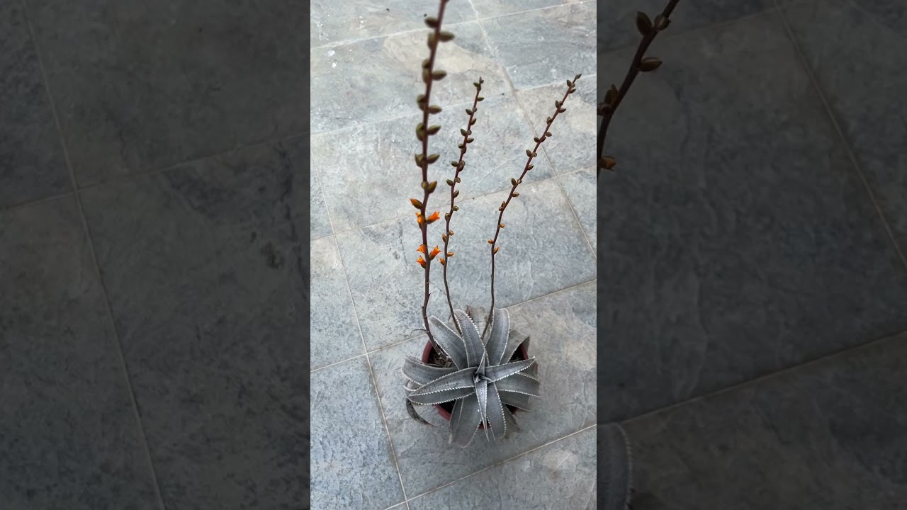 Dyckia Marnier Lapostollei flowering