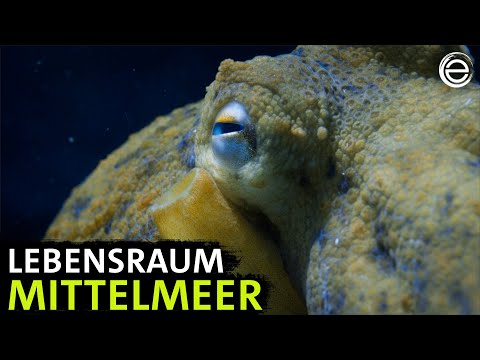 Geheimnisvolles Mittelmeer | Erlebnis Erde