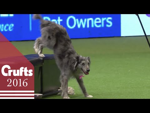 Heelwork to Music - Freestyle International Competition Part 1 | Crufts 2016