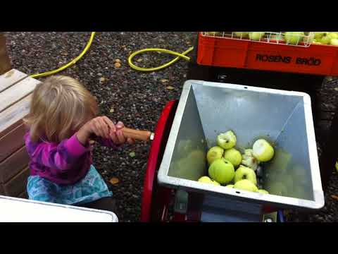 Krossning av äpplen 2013