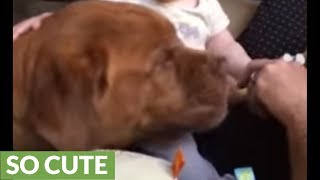 Dog makes baby laugh hysterically