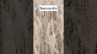 Download lagu odhani #bollywood #jiskeaanesemukammalhogayithizindagisong #hindisong #song mp3