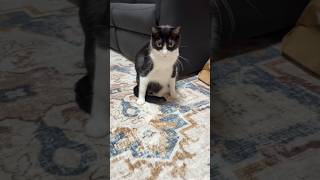 どっしりとしている猫 #shorts