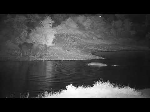 Djuma: Elephants and Hippos - 21:42 - 12/27/21