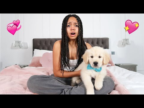 ¡Sorprendimos a Tiana con un cachorro Golden Retriever! **Emocionante**