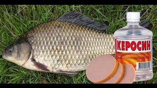 Керосин как прикормка для карася