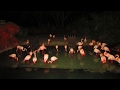 Greater Flamingos In The Dark At Animal Kingdom Lodge