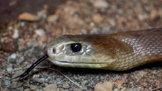 Snake Venom Milking - Coastal Taipan