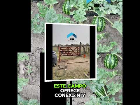 🌾 Campo92 has.VentaLos Puestos, Leales,Tuc.Accesoal DiqueApto agrícolaganaderoUbicaciónprivilegiada