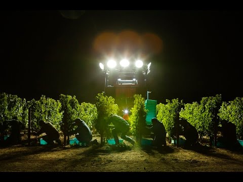 Opus One Harvest
