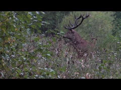 Faszinierende Hirschbrunft in den Wäldern von Litauen!