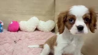 キャバリアの動画01