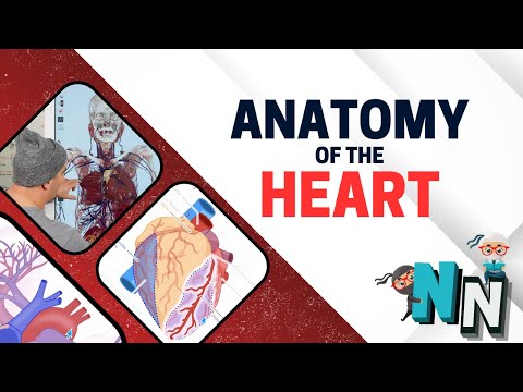 Anatomy of the Heart and Coronary Circulation