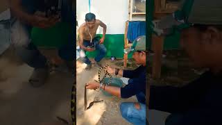 Download lagu Just finished bathing the monitor lizard, the locals are watching mp3 Download lagu Just finished bathing the monitor lizard, the locals are watching mp3