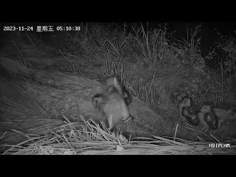 草鴞寶寶日記-1124跟著兄弟姊妹一起拍翅練習