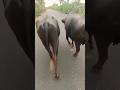 New Short Vidio Jay Goga 222 ️