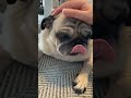 my fluffy pug.ふわふわパグのゴンザレス。