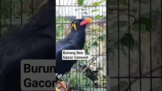 Download lagu Suara Burung beo gacor #shortsvideo mp3