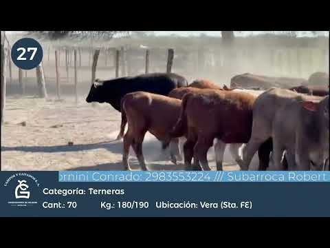 Lote Hembras - Vera Sta Fe