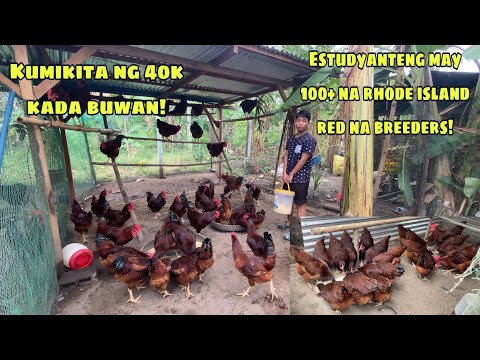 ESTUDYANTE PA LANG PERO KUMIKITA NA NG 40K KADA BUWAN | PWEDENG GAYAHIN RHODE ISLAND RED FARM