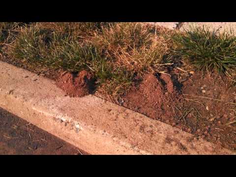 Cicada wasps in Somerset, NJ scare tenants - Bee & wasp control in Somerset