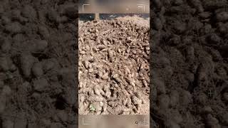 Download lagu kentang bulu mp3