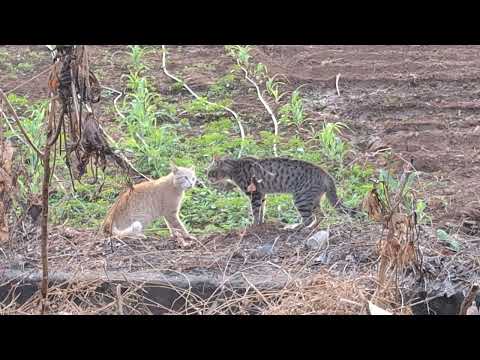 cat angry fight 😤 in Tamilnadu