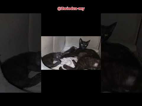 MŁODE KOTKI - NO I JAK TO NIE KOCHAĆ - 6 - #kot #kotki #cat #katzen #shorts #shortvideo #short #sub
