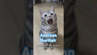 Download lagu American Shorthair β Kucing Keluarga Terbaik! πΊπΈπΎ #americanshorthair #catshorts mp3 Download lagu American Shorthair β Kucing Keluarga Terbaik! πΊπΈπΎ #americanshorthair #catshorts mp3