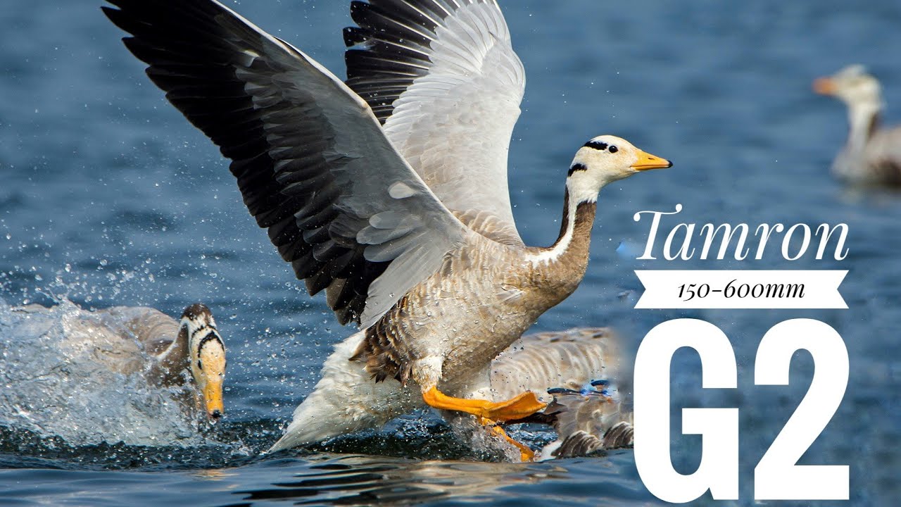 Tamron 150-600mm G2 SAMPLE IMAGES | Bird Photography with Tamron 150-600 G2