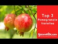 Top 3 Pomegranate Varieties NatureHills Com