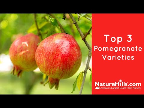 download lagu mp3 mp4 Types Of Pomegranate, download lagu Types Of Pomegranate gratis, unduh video klip Types Of Pomegranate