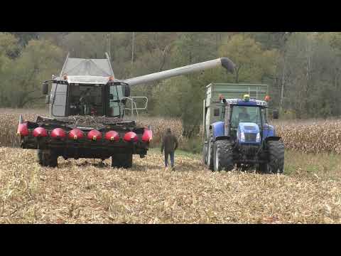 Worz Dreschen 2022 Claas Lexion 560 mit 8  Reihigen Geringhoff   Horizont Star II