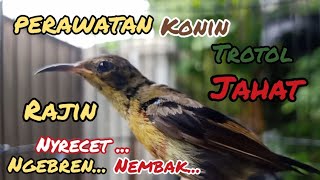 Download lagu perawatan konin trotol jantan jadi rajin #konintrotol #perawatankonin #kolibrininja #burung mp3
