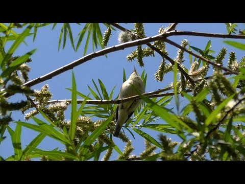 Keeping It LOCAL! Our Walk From Eastmoor to Heath, in Wakefield.