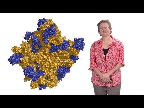 Rachel Green (Johns Hopkins U., HHMI) 1: Protein synthesis: a high fidelity molecular event