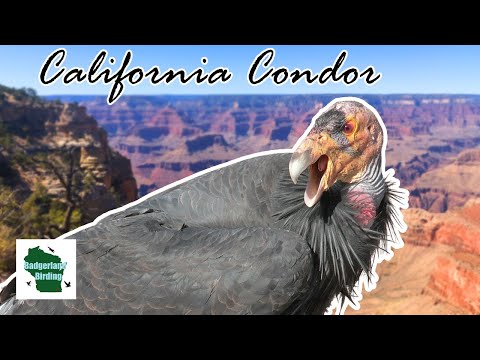 The AMAZING Quest for California Condors at the Grand Canyon