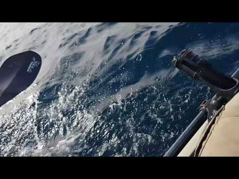 Great White Shark encounter whilst Kayak Fishing, Urunga, NSW, Australia